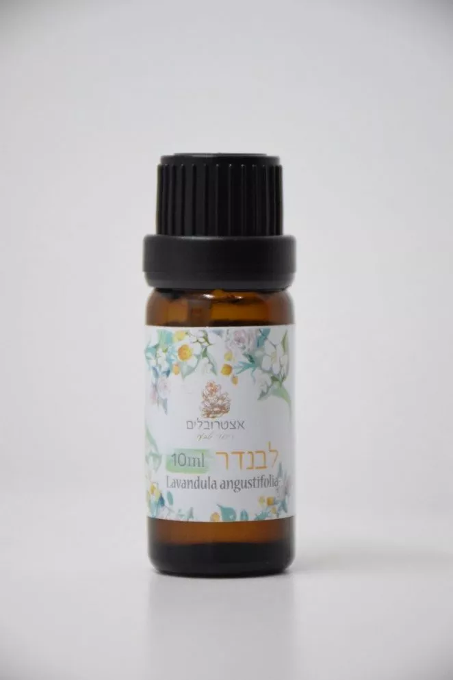 ⁦לבנדר⁩ – תמונה ⁦2⁩